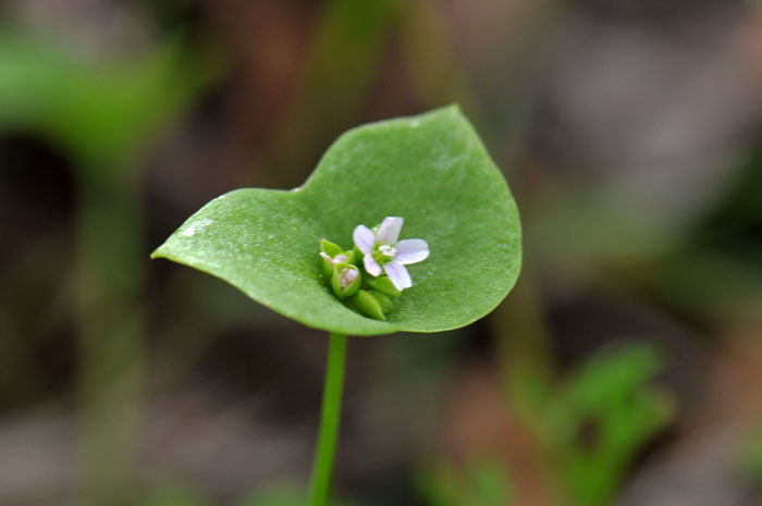 Claytonia perfoliata, Miner's Lettuce